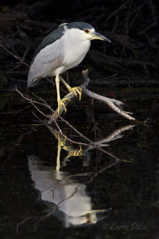 On a cool, foggy afternoon, the night-herons came out of the woods to warm in a spot of afternoon sun.