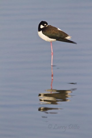 As the sun came up and began to burn away the fog, this black-neck stilt paused in the shallows of the Laguna Madre to soak up a little warmth.