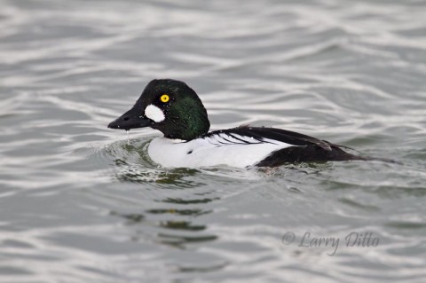 Common Goldeneye without special filter effects.