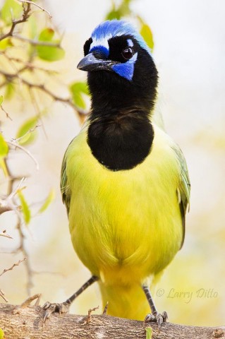 I had to crop the tail of this green jay since I shot this photo close in with about 1,000 mm.