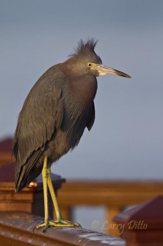 Some birds, like this Little Blue Heron, prefer a dry perch while basking in the morning sunshine.