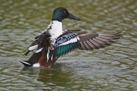 It was hard to find a well marked Northern Shoveler male, but this one showed its speculum while stretching.