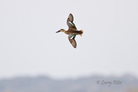 This female northern shoveler banked at just the right time to give me this shot of the wings colors.