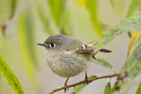 Ruby-crowned kinglets were in a feeding frenzy during the cold weather.  One got so close, I was able to pet it without disturbing its feeding activity.