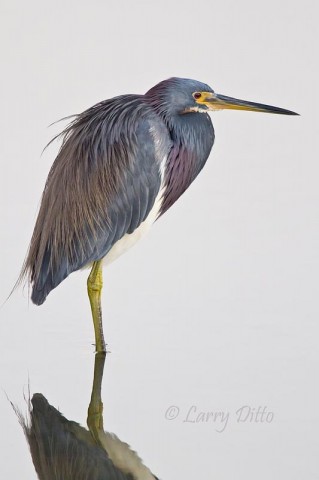 This beautiful tricolored heron gave me two quick photos before turning and walking straight away.  