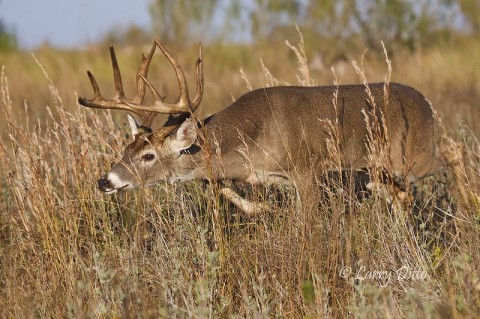 Ten pointer following the trail of a doe.