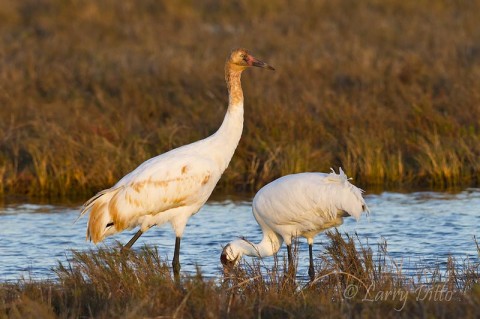Young whooping crane waits in the first rays of morning light at Aransas National Wildlife Refuge as a parent bird prepares a blue crab for his dining enjoyment.