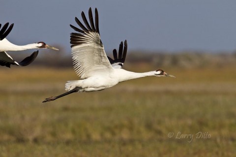 Whooping cranes headed from the marsh to inland sites where prescribed burns have created large, grassy openings where the birds can feed.