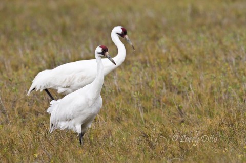 This pair of whooping cranes has provides us with many photography opportunities during 4 recent trips to Aransas Refuge.