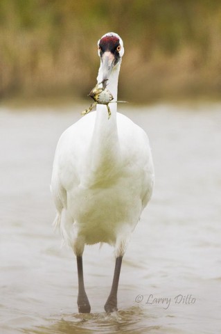 It was encouraging to see the salt marshes around Aransas National Wildlife Refuge had a good crop of young blue crabs, the whoopers' primary winter food source.