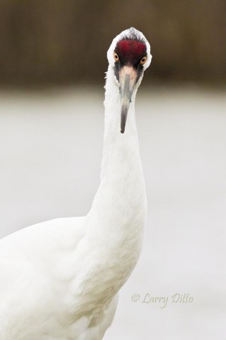 This whooper was not the least bit disturbed by our presence and we enjoyed to close-up photo op.