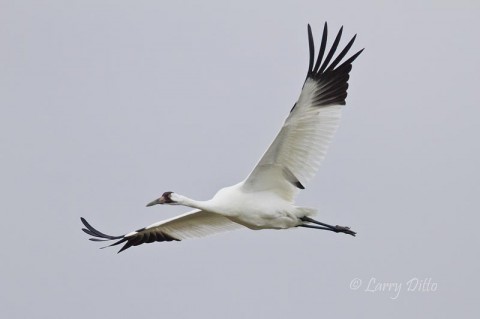 Whooping crane pairs with young were easily disturbed when others got too close to feeding territory boundries.  Several times each day, we saw a fussy adult bird fly over to chase away the intruding cranes.