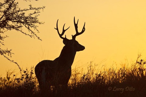In late December, the big bucks are in constant pursuit of females and have little time to pose for photos.  This big guy allowed me to follow until he topped a little ridge and paused in front of the sunrise.