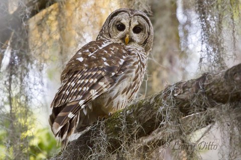 The obsidian-colored eyes of a barred owl are fixed on 5 bird photographers who are thankful for this opportunity.