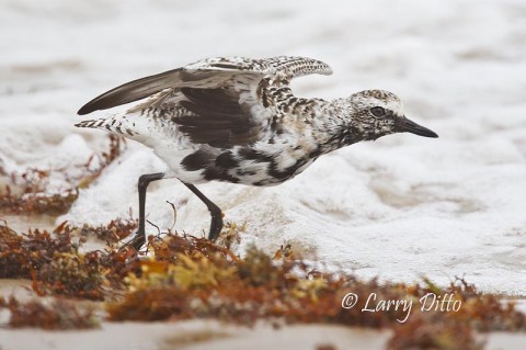 Black-bellied Plovers will be feeding along the beaches on South Padre Island in April.