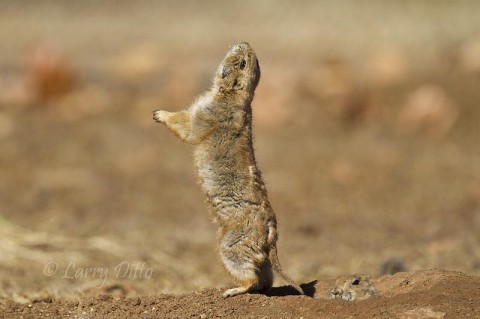 Barking black-tailed prairie dog.