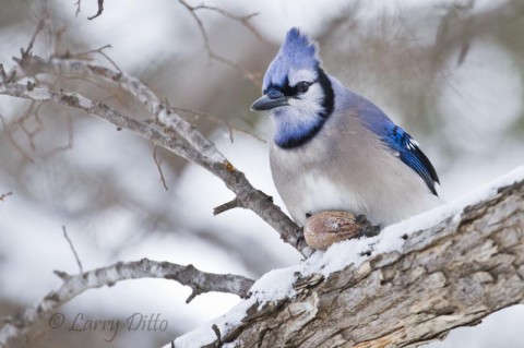 Blue Jay with pecan on a snow-covered tree limb.