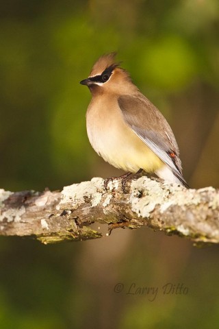 A nice Cedar Waxwing resting along the shoreline at Caddo Lake in early May.