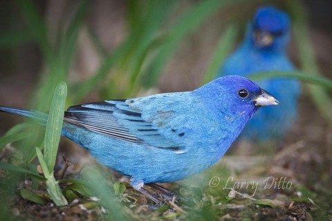 It is not unusual to see several male indigo buntings feeding together in the brushy habitats on South Padre Island in April.