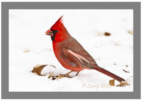 Fallen oak leaves and a thin snow cover make a great composition with this foraging male Northern Cardinal.