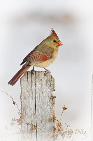 Two pairs of northern cardinals spent the day scratching for seeds and perching on a nearby fence.