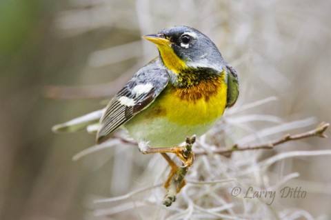 Northern Parulas are abundant at Caddo Lake.  We always get several to pose on Spanish moss for photos