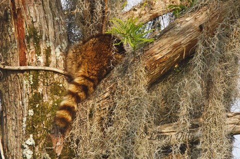 Sleeping raccoon in a Caddo Lake cypress tree.