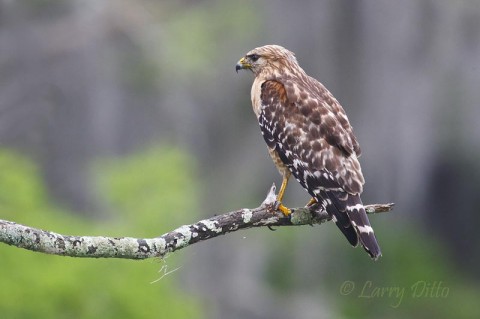 Red-shouldered Hawks feed and nest in the cypress woodlands on Caddo Lake.  This young bird let us drift within photo range and held his perch for several minutes as we fired away.  