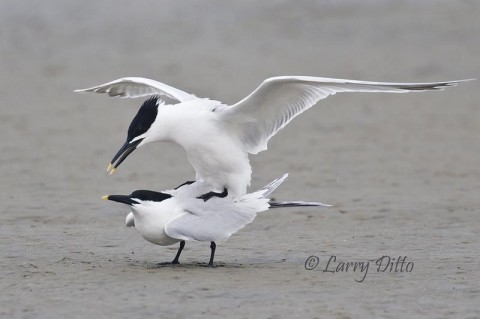 During mid-April, various terns and gulls are breeding on beaches and mud-flats of South Padre Island.