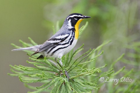 A spectacular male Yellow-throated Warbler always greets our photo group at the docks on Caddo Lake.