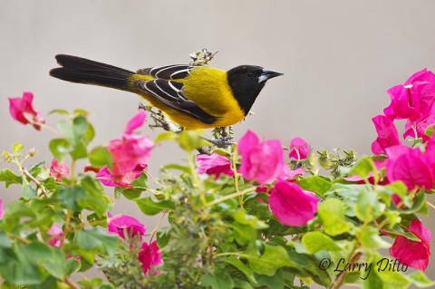 Alert Audubon's Oriole landing in flowers, s. Texas