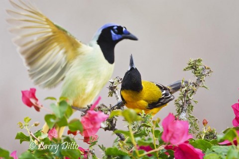 The green jays and Audubon's orioles occasionally fought over the fruit hidden below the perch.