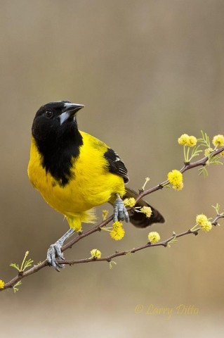 If flowering shrubs are available, they make more colorful, interesting perches than do non-flowering branches.