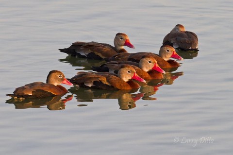 Black-bellied Whistling Ducks at sunrise.