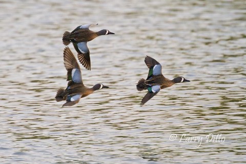 Drake blue-winged teal in flight