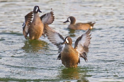 Blue-winged Teal drakes (males) stretching.