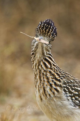 Greater Roadrunner with a leaf for the nest.