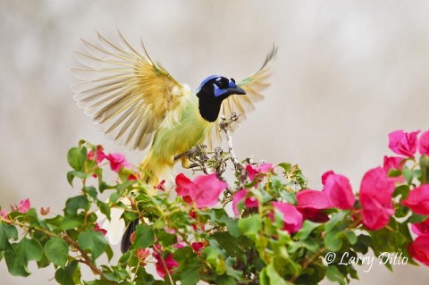 Green Jay landing on feeder beside flowers