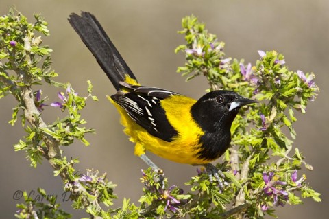 This Audubon's Oriole perched on one of the few guayacan plants to bloom this spring.