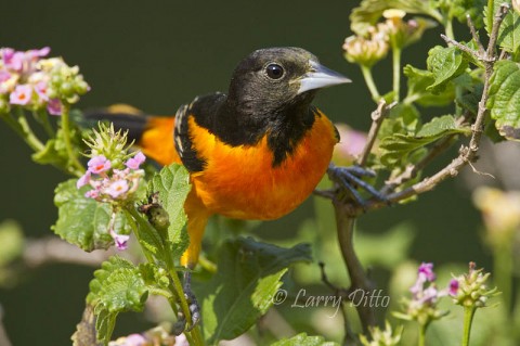Baltimore Oriole_Larry Ditto_MG_0549 Baltimore Orioles were arriving at South Padre about the same time we drove in (April 19). I was able to lure this male onto a good perch by using an orange slice placed just below the perch. Unfortunately, we couldn't get the birds to feed actively until well after the warm morning light had passed.