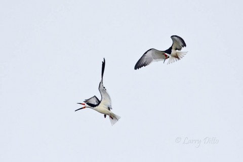 Black Skimmer pair in a courting chase at Galveston Island.