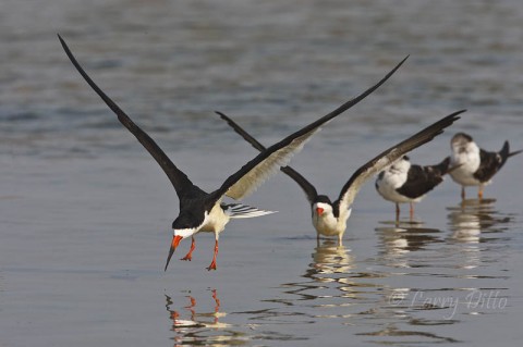 Black Skimmers landing in formation on wet beach at South Padre Island.