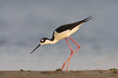 Black-necked Stilt feeding along the edge of the Laguna Madre at South Padre Island.