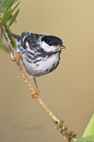 This nice blackpoll male arrived at my South Padre Island perch well ahead of the other birds and while the light was rich.