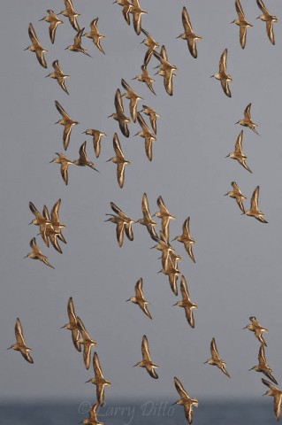 These dunlins held a tight formation while whirling about the tidal flats on South Padre Island.