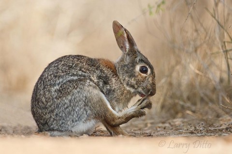 Eastern Cottontail keeping those toenails clipped.