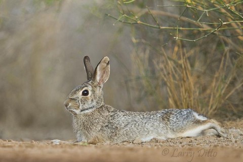 Eastern Cottontail resting in the cool dust of the south Texas desert brushlands.