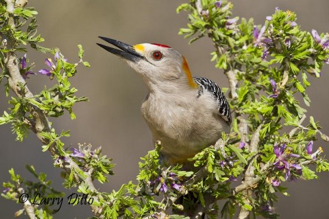 Golden-fronted Woodpeckers readily land on guayacan bush perches, too.