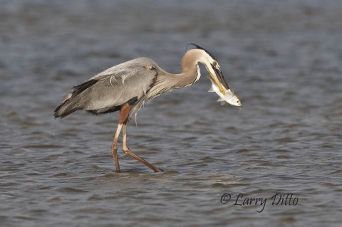 Unlucky mullet speared by a great blue heron.