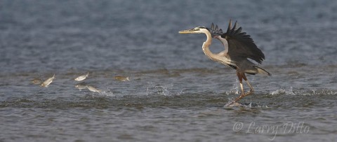 Great Blue Heron chasing mullet in the shallows of the Laguna Madre at South Padre Island.